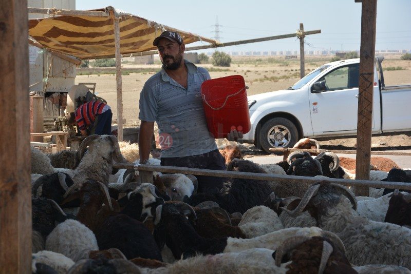 DSC_0125_copy_800x534