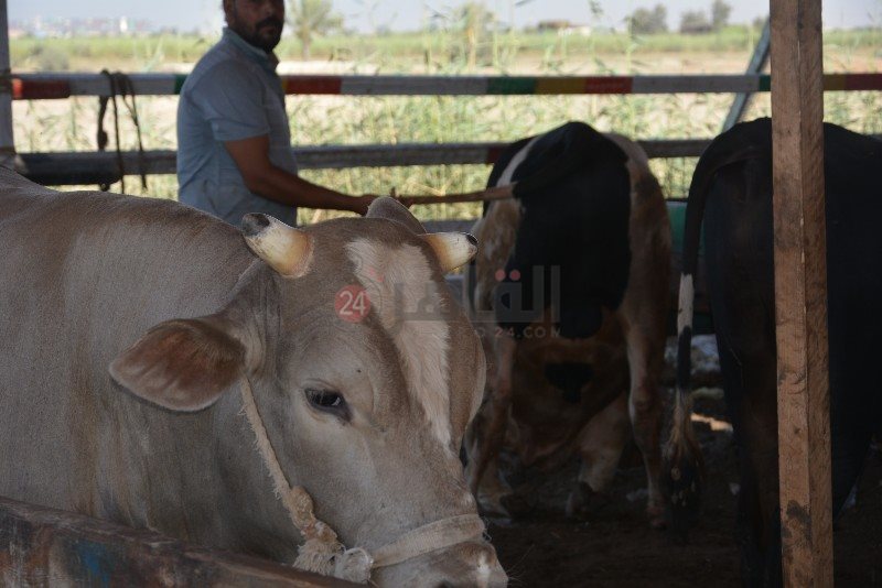 DSC_0147_copy_800x534