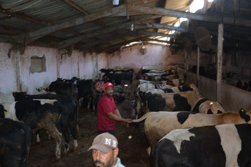 DSC_0149_copy_800x534