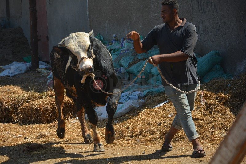 DSC_0144_copy_800x534