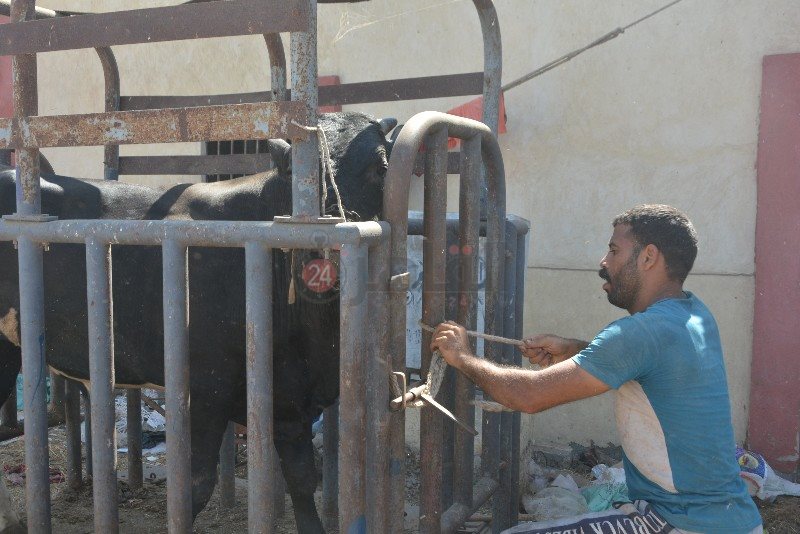 DSC_0137_copy_800x534