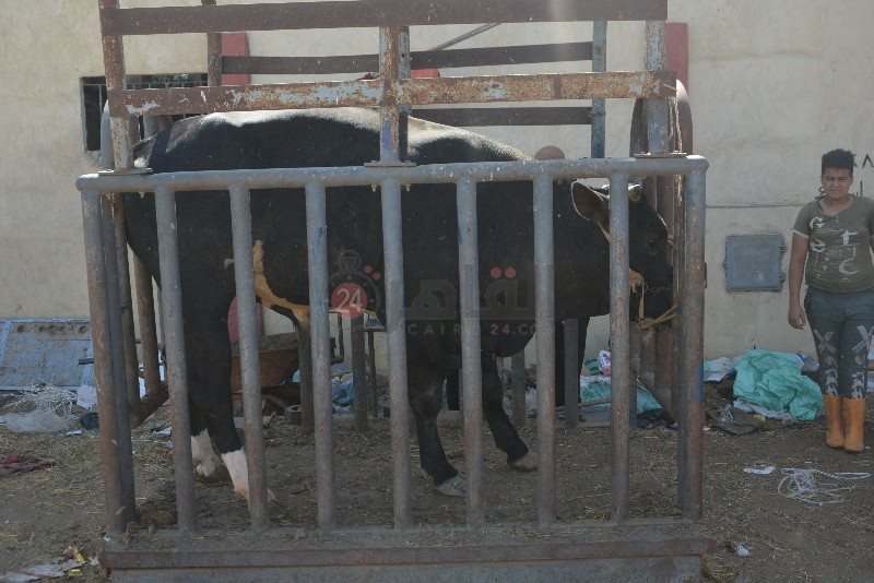 DSC_0140_copy_800x534