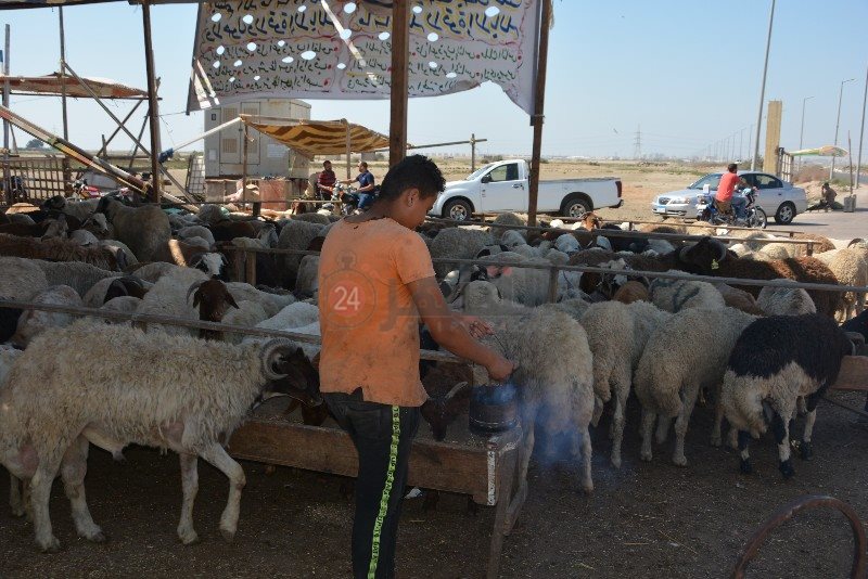 DSC_0141_copy_800x534