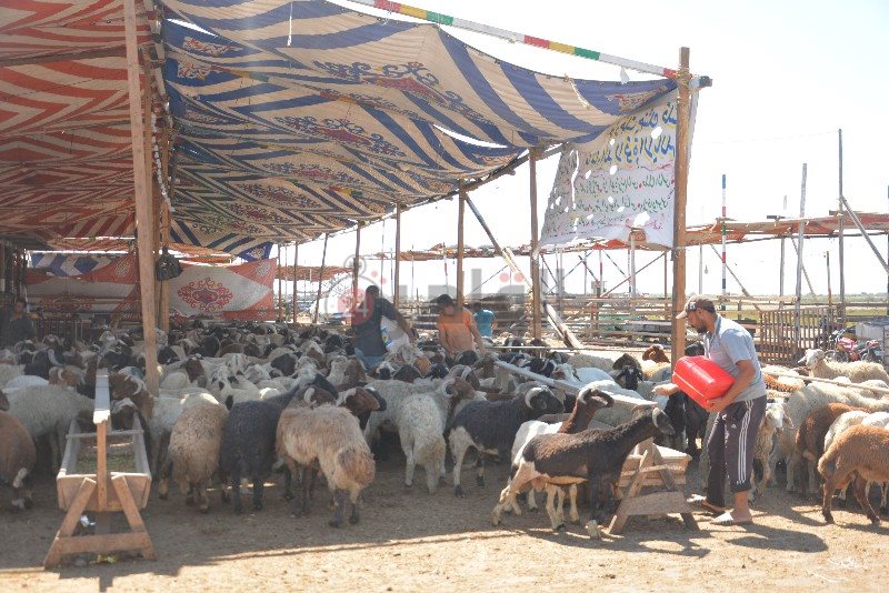 DSC_0131_copy_800x534