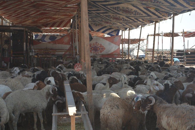 DSC_0132_copy_800x534