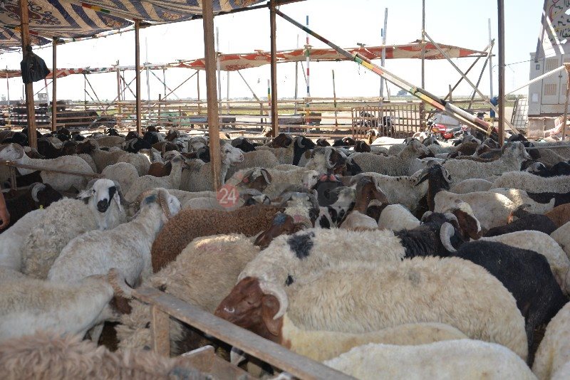 DSC_0133_copy_800x534