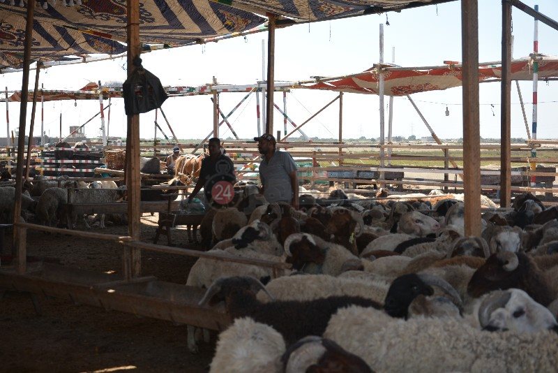 DSC_0134_copy_800x534