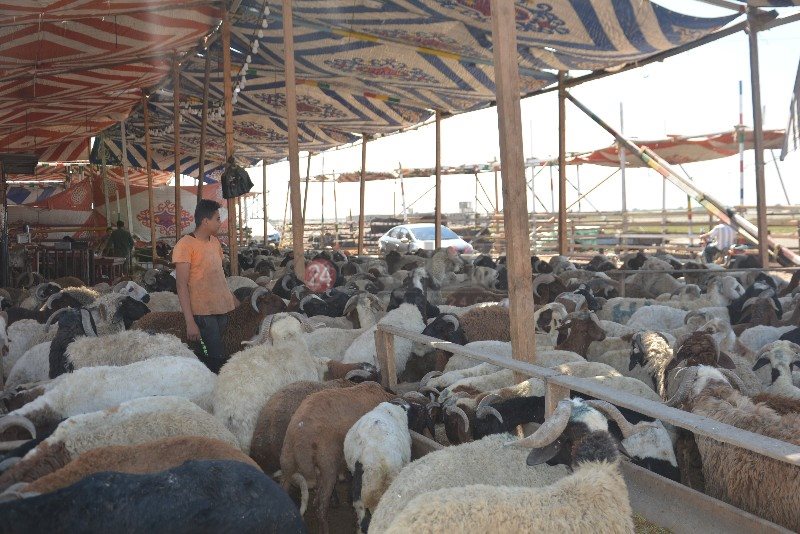 DSC_0128_copy_800x534