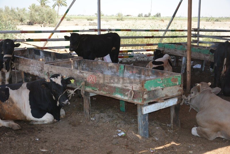 DSC_0130_copy_800x534