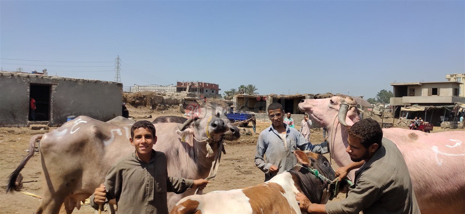 تجار أبقار وجاموس