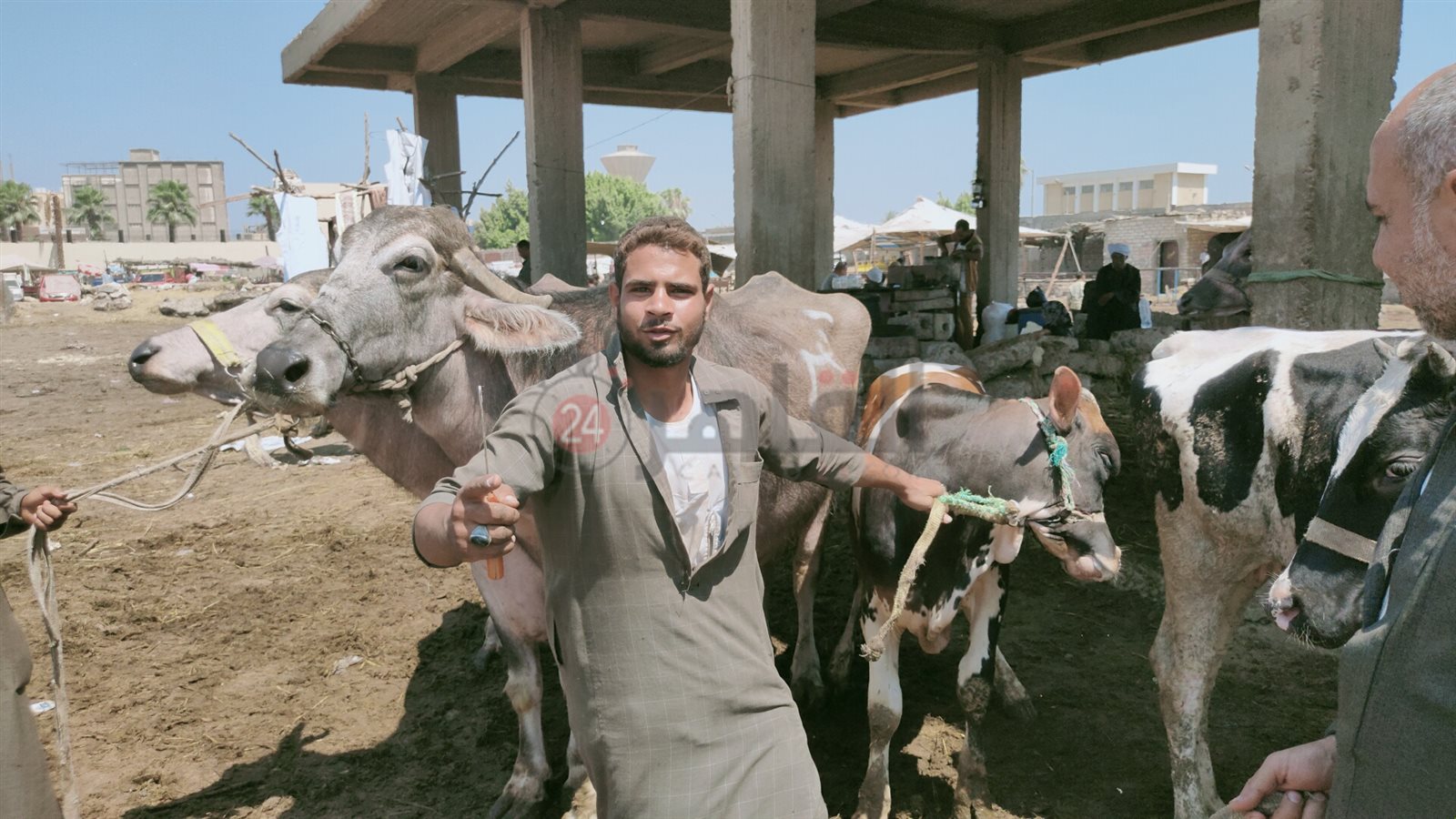 تاجر عجول أبقار