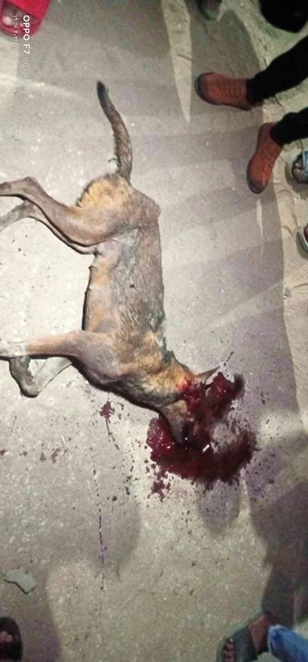 أهالي الفيوم يقتلون الكلب المسعور