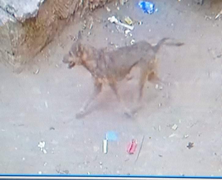 الكلب المسعور في الفيوم قبل التخلص منه