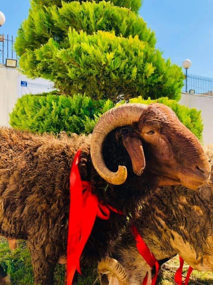 FB_IMG_1626127030528