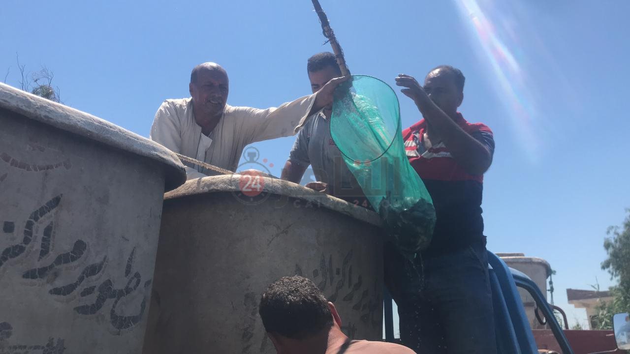 تغريغ زريعة أسماك ببحيرة البرلس