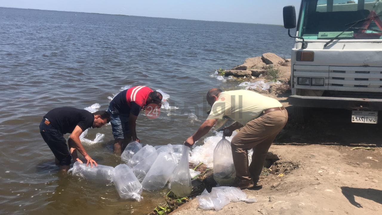 ضخ زريعة أسماك بلطي ببحيرة البرلس