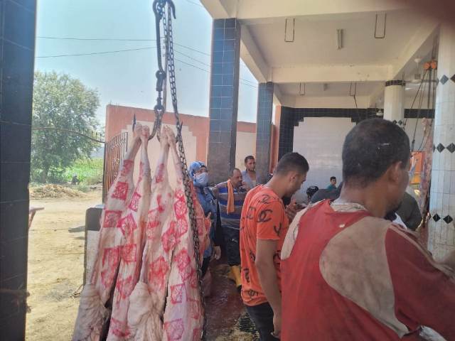 استعدادات المجازر الحكومية لاستقبال الأضاحي بالمجان في الشرقية 06