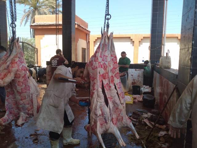 استعدادات المجازر الحكومية لاستقبال الأضاحي بالمجان في الشرقية 07
