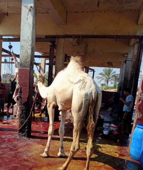 استعدادات المجازر الحكومية لاستقبال الأضاحي بالمجان في الشرقية 08