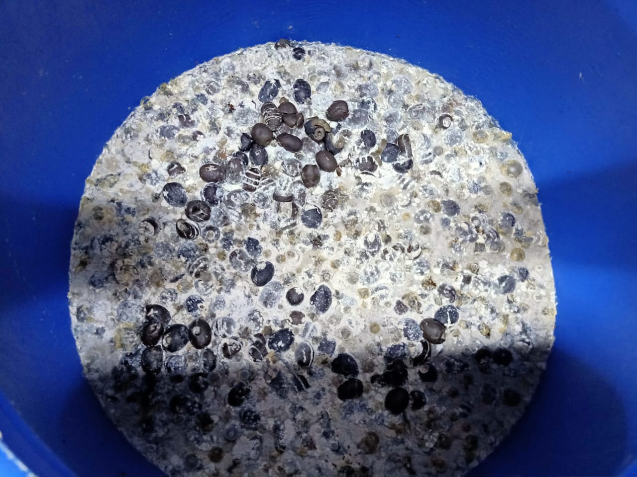 مخللات غير صالحة للاستهلاك الآدمي بالشرقية 01