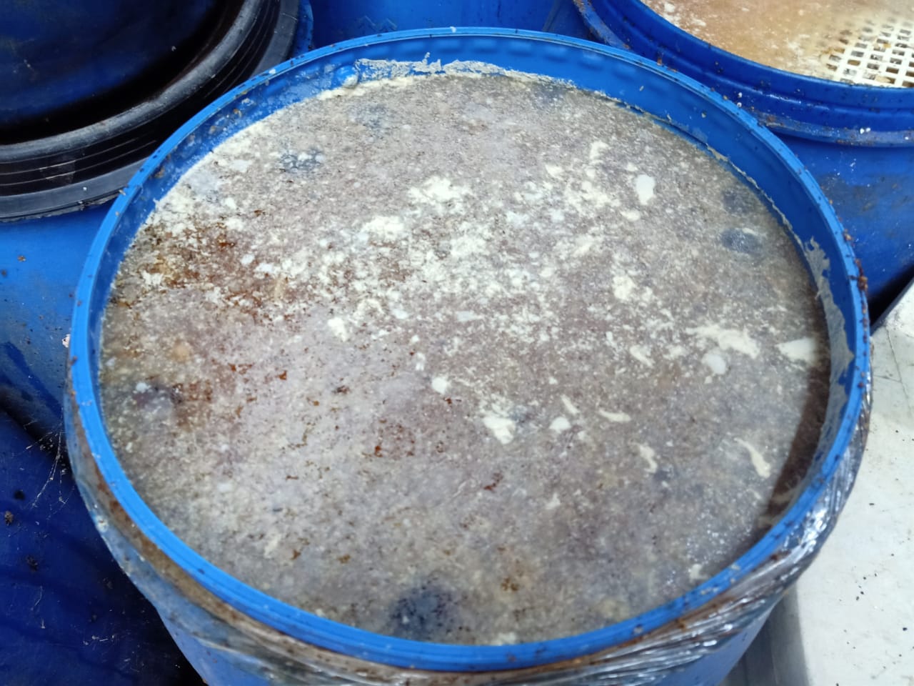 مخللات غير صالحة للاستهلاك الآدمي بالشرقية 02