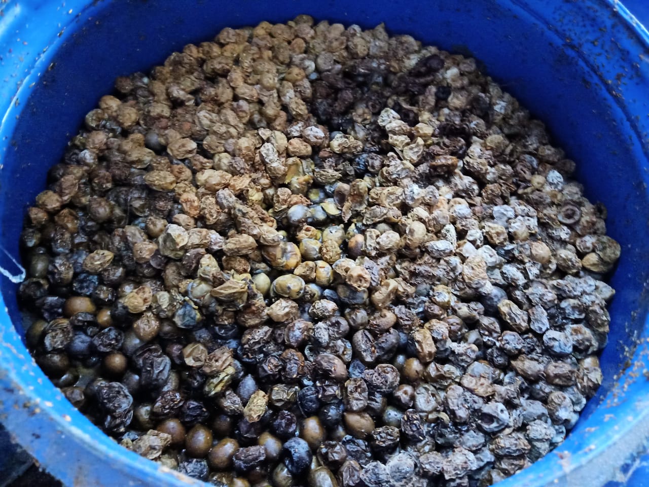 مخللات غير صالحة للاستهلاك الآدمي بالشرقية 03