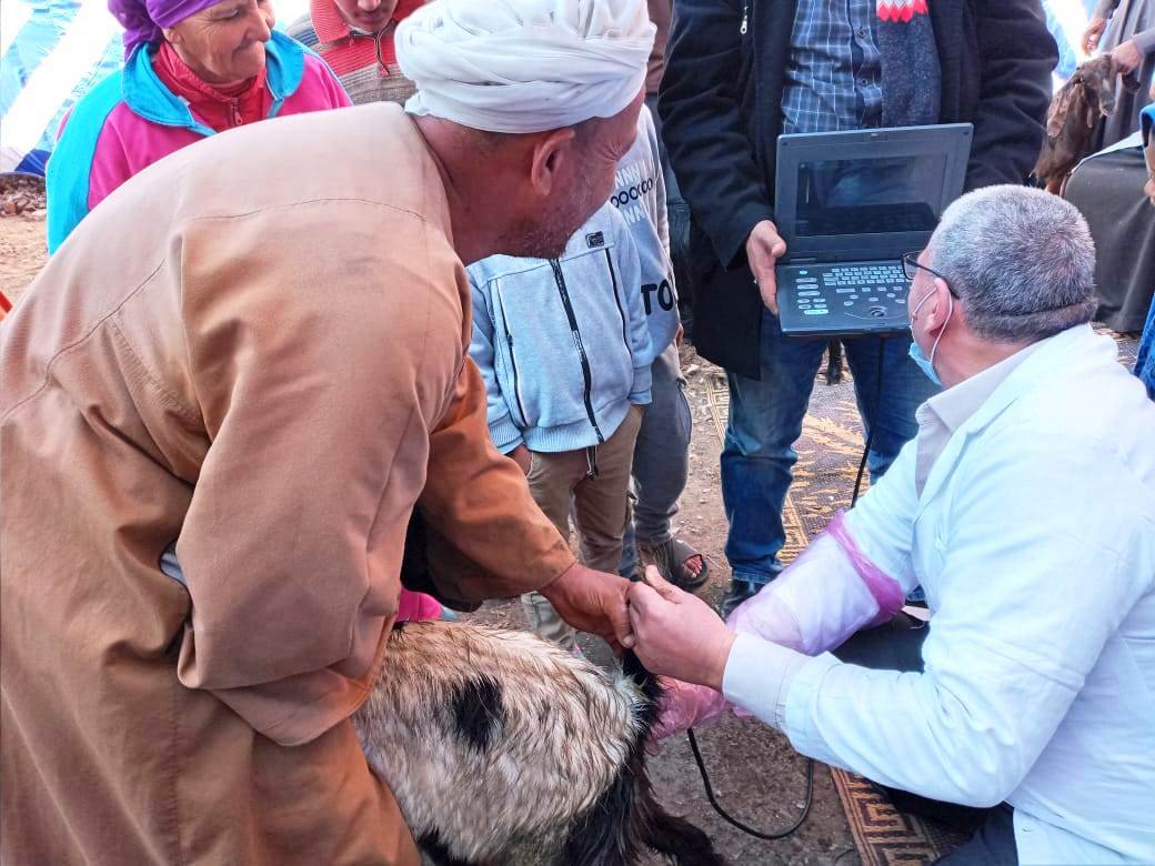 المشروع القومي للتحسين الوراثي لتحسين السلالات المصرية 01