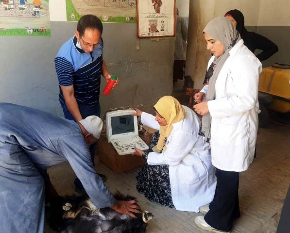 المشروع القومي للتحسين الوراثي لتحسين السلالات المصرية 04