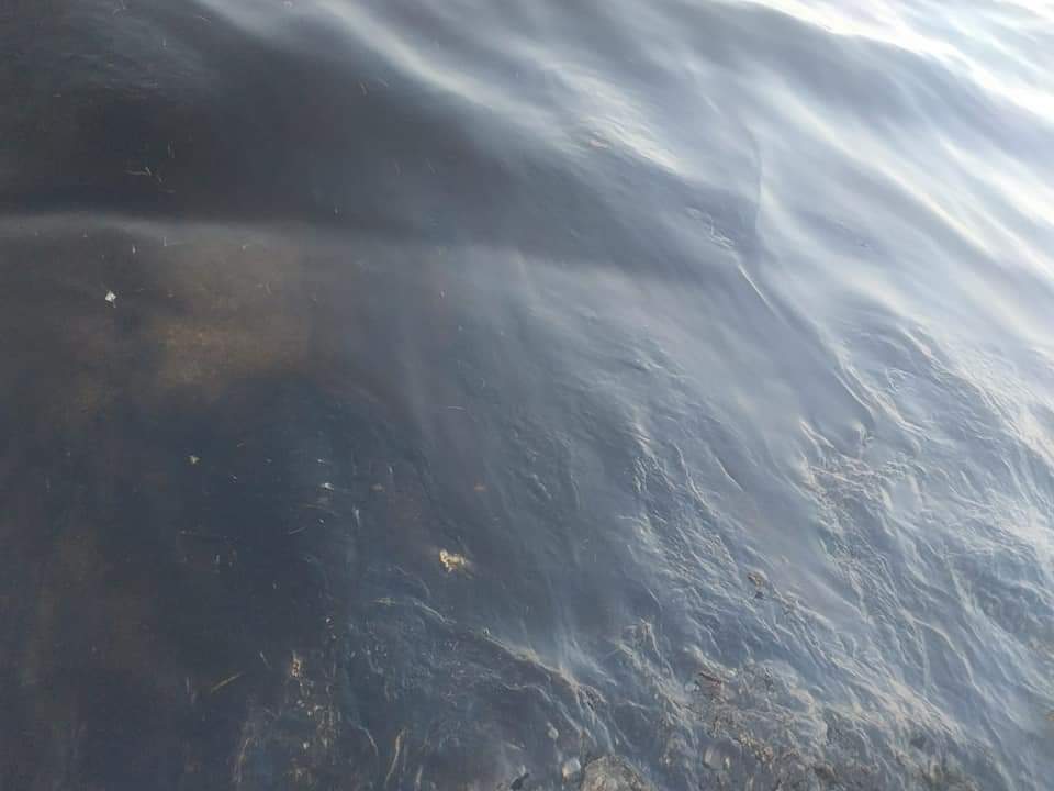 تلوث بترولي بالزيت بشواطئ سفاجا