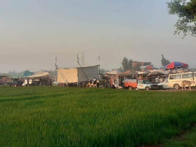 سوق مواشي الزقازيق بعد نقله للمسلمية 01