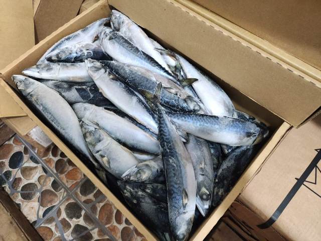 جانب من المضبوطات 01