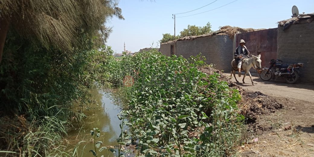 خليج الري مصدر أزمة لأهالي عزبة بالشرقية 05