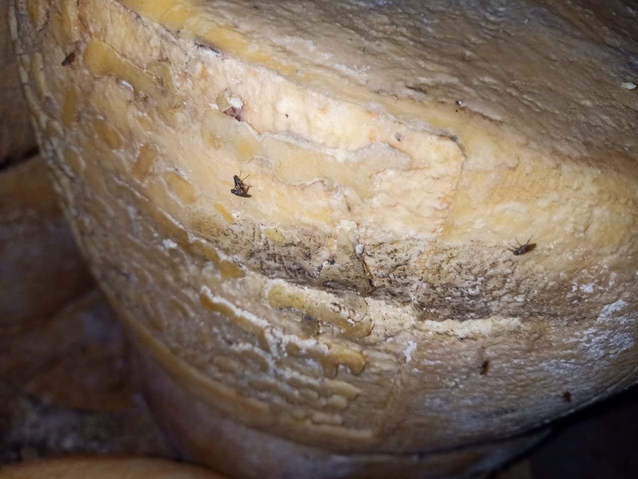 حملة تفتيشية على المطاعم بالزقازيق 14