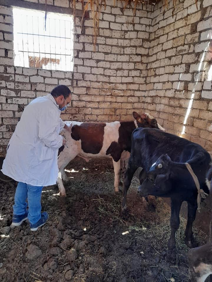 تحصين الماشية في الفيوم