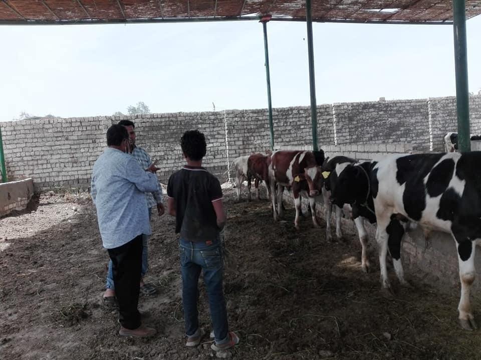 تحصين الماشية في الفيوم