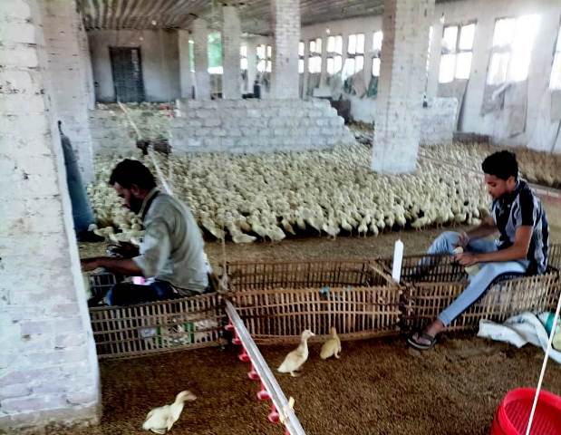 حملة بيطرية لتطعيم الطيور ضد الأنفلونزا بالشرقية 03