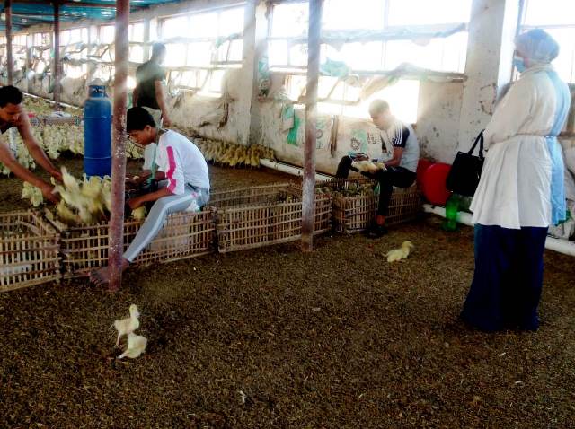 حملة بيطرية لتطعيم الطيور ضد الأنفلونزا بالشرقية 05