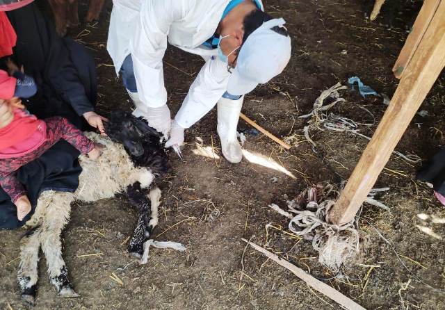 تحصين وترقيم الماشية في الحملة القومية بالشرقية 01