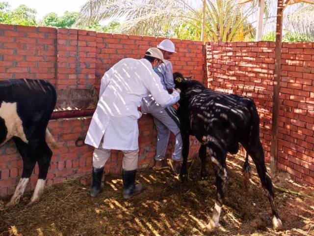 تحصين وترقيم الماشية في الحملة القومية بالشرقية 02