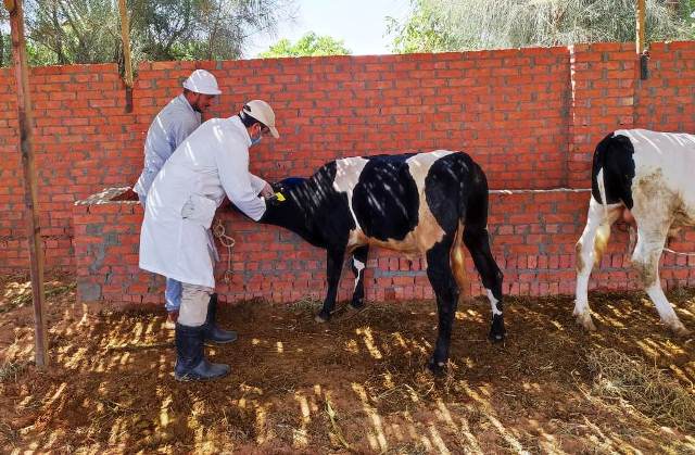 تحصين وترقيم الماشية في الحملة القومية بالشرقية 03