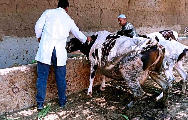 تحصين وترقيم الماشية في الحملة القومية بالشرقية 04