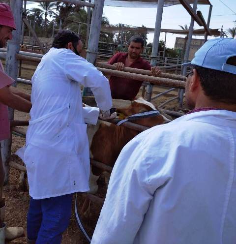 تحصين وترقيم الماشية في الحملة القومية بالشرقية 05