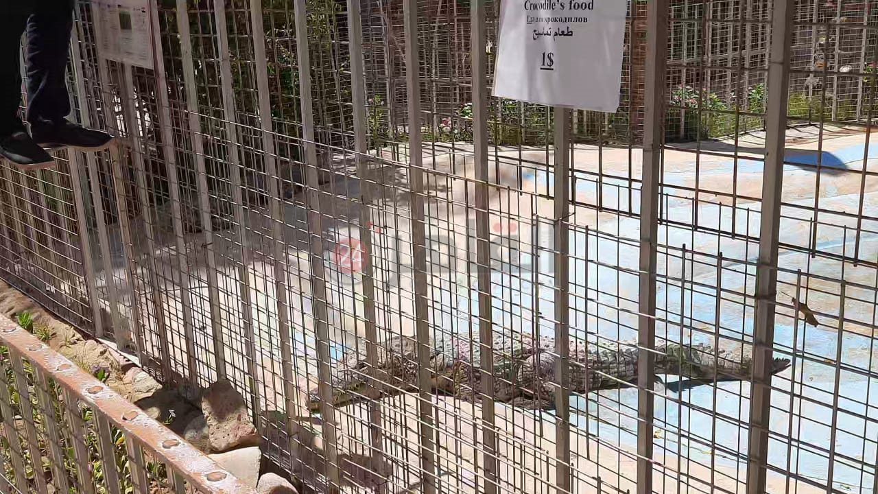 أكواريوم بالغردقة