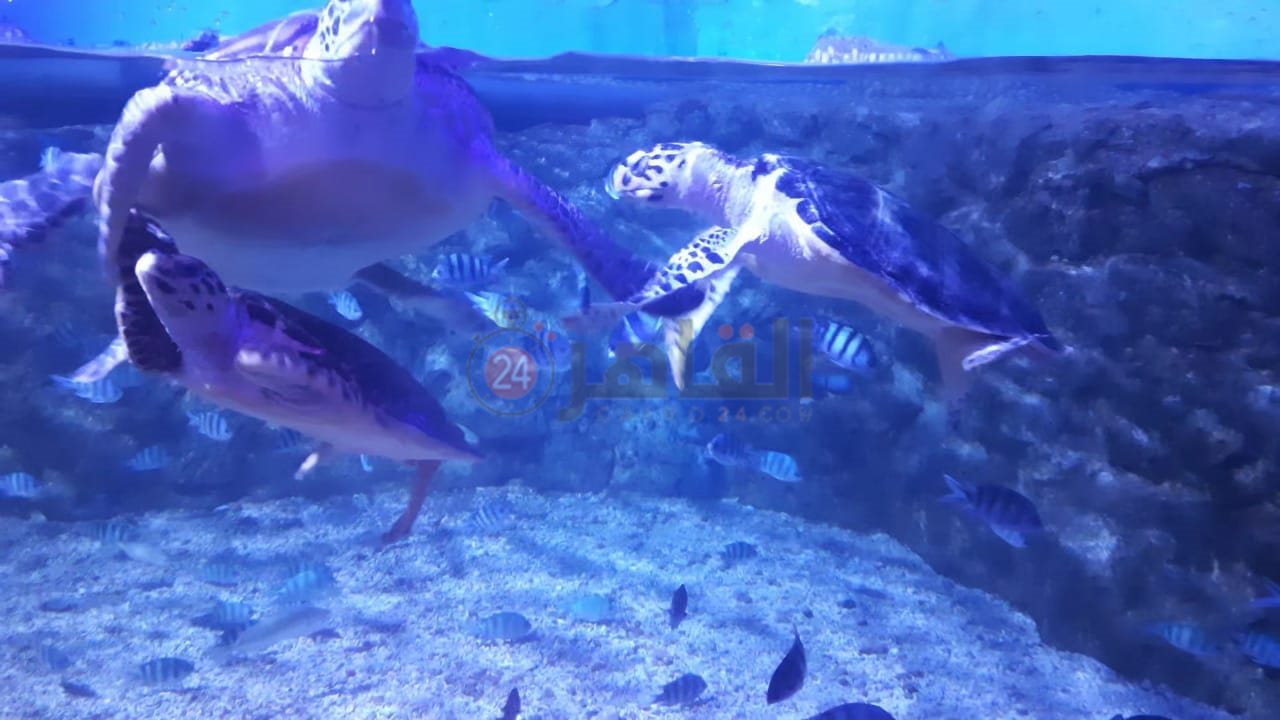 أكواريوم بالغردقة