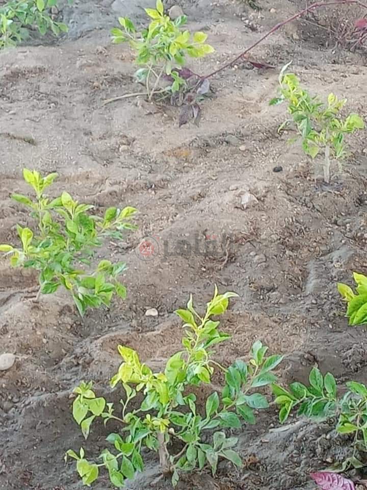 FB_IMG_1629803473320