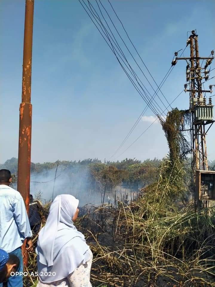 حريق جنينة أشجار بالمنوفية 