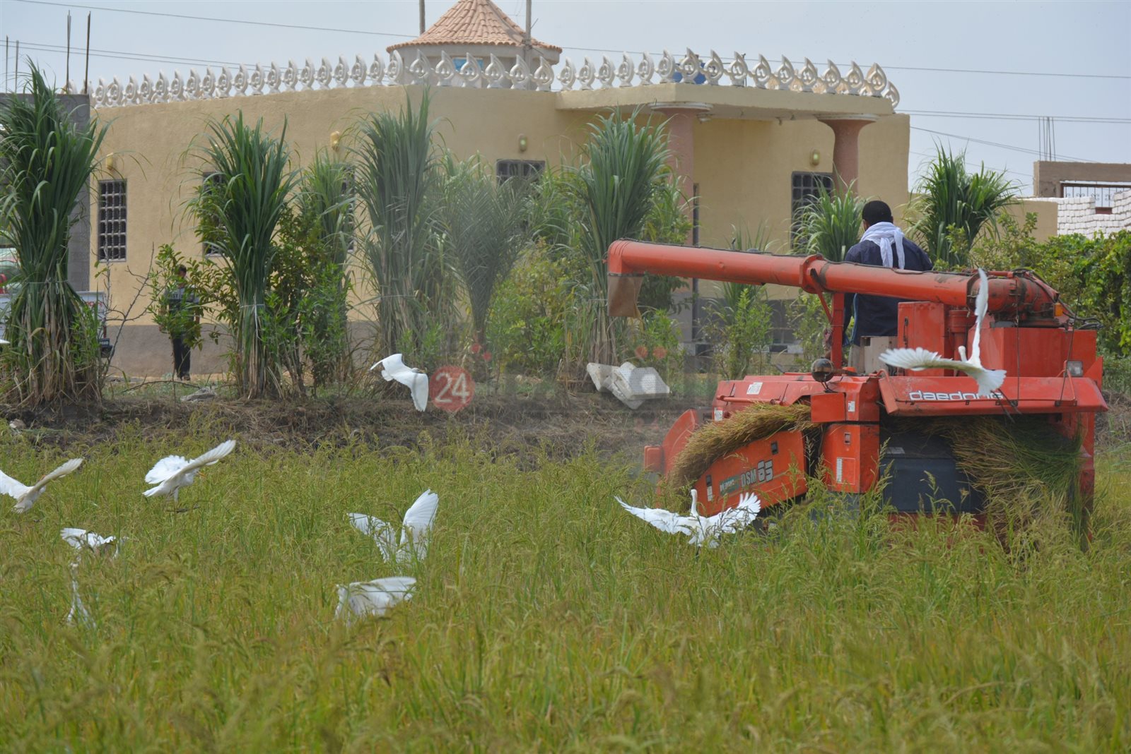 سهل الطينة ببورسعيد 