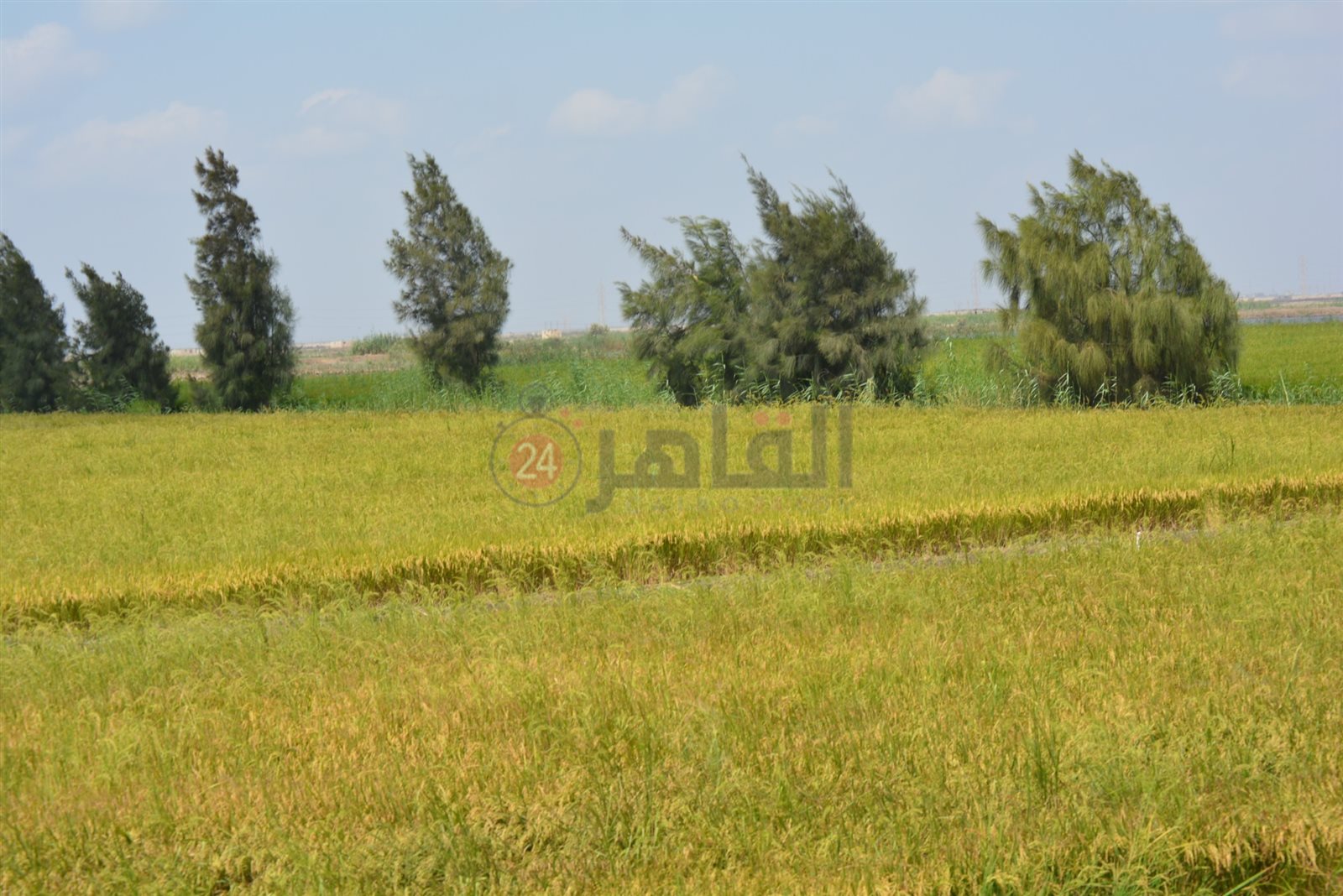 أراضي سهل الطينة 