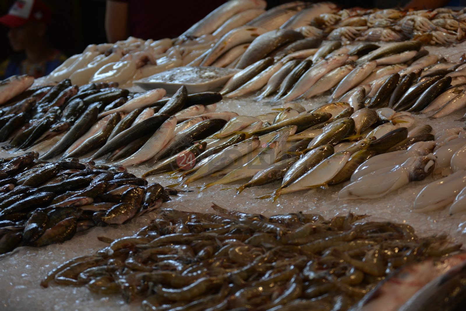 أنواع الأسماك 