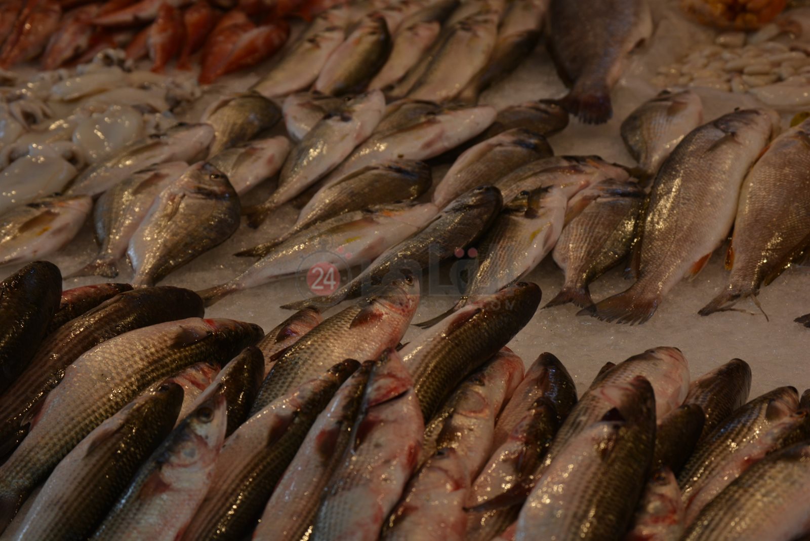 أسماك طازجة